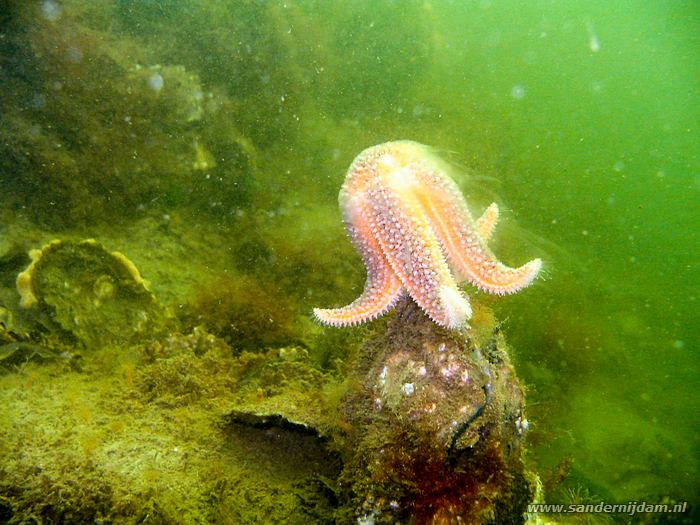 Gewone zeester, Scharendijke 27-5-2005